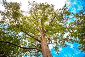 Best Tree Removal  in Edneyville, NC