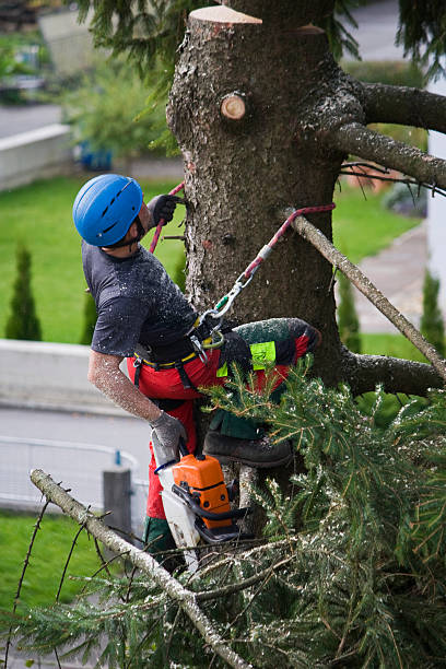 Best Arborist Consultation Services  in Edneyville, NC