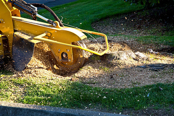 Best Tree Maintenance Programs  in Edneyville, NC