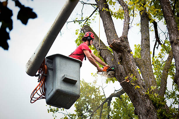 Best Tree Trimming and Pruning  in Edneyville, NC